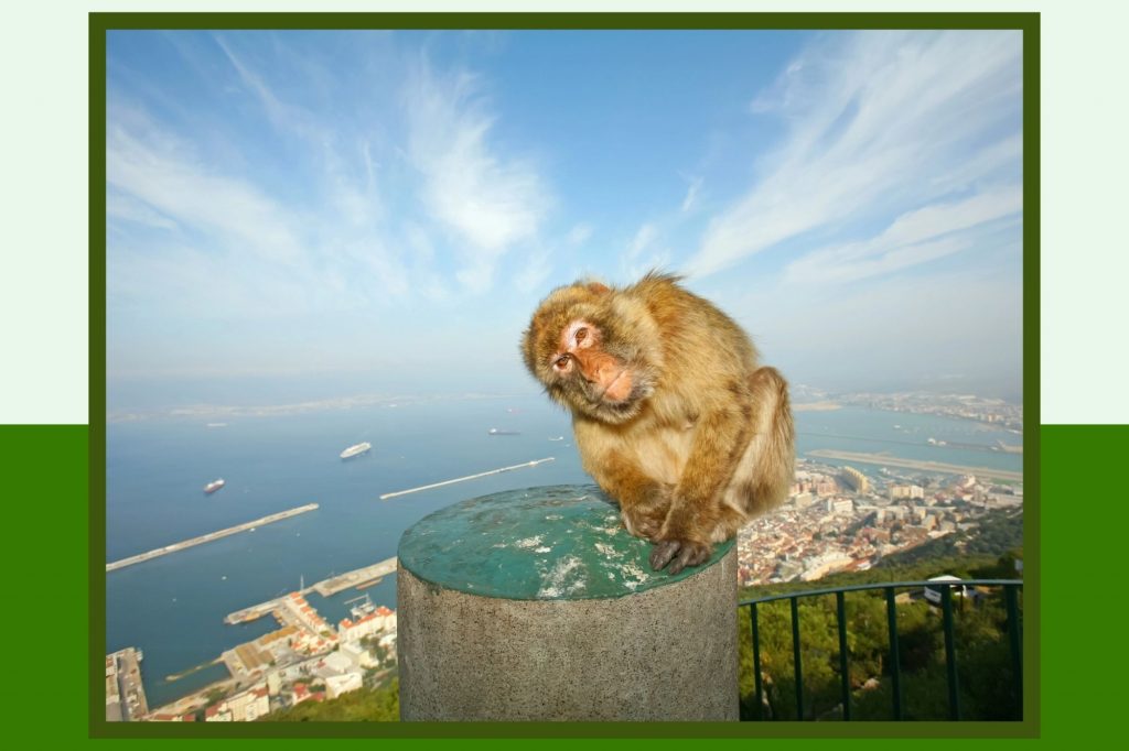 Barbary Macaques Monkey at the top of the Rock of Gibraltar