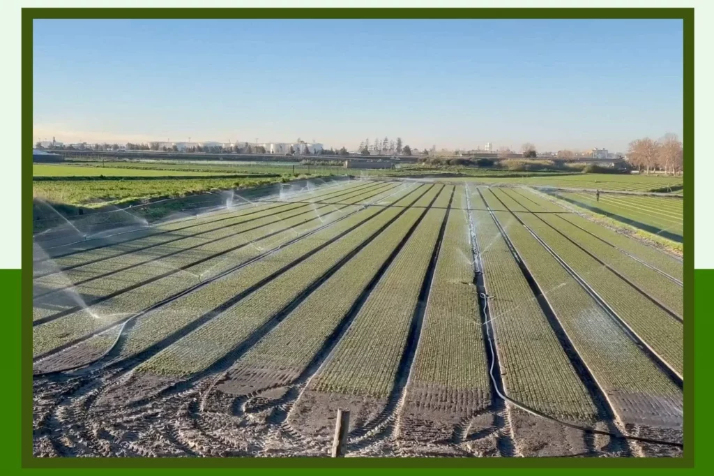 Sprinklers Irrigating Fields Outside Motril